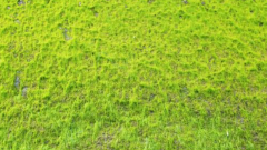 塑料桶(tǒng)裏(lǐ)的青苔怎麽去除